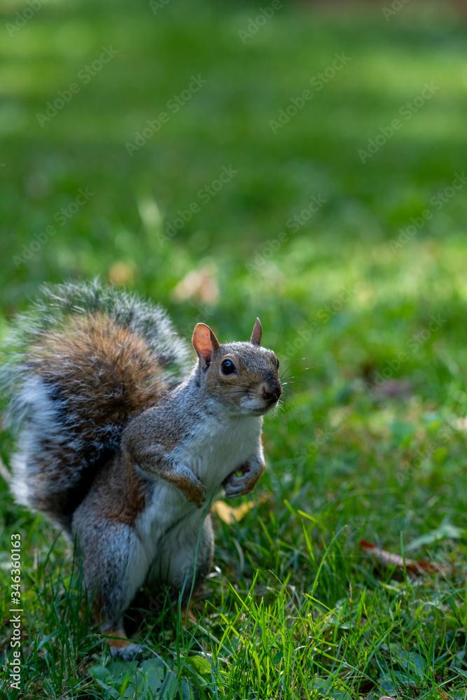 Obraz premium squirrel on the grass