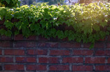 green ivy leaf on red brick wall background