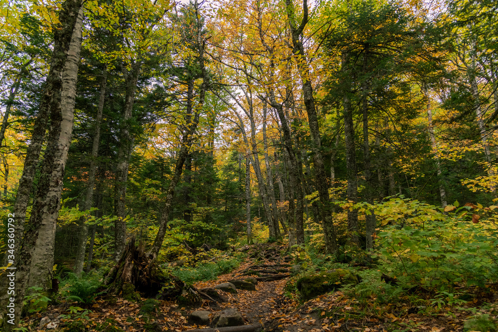 Fototapeta premium autumn in the forest