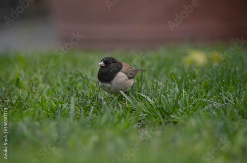 Dark Eyed Junco Bird in the grass