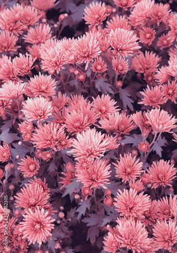 A group of Aster flowers field on pastel and vintage tone for background. © nooumaporn