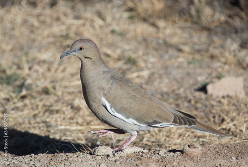 pigeon on the sand