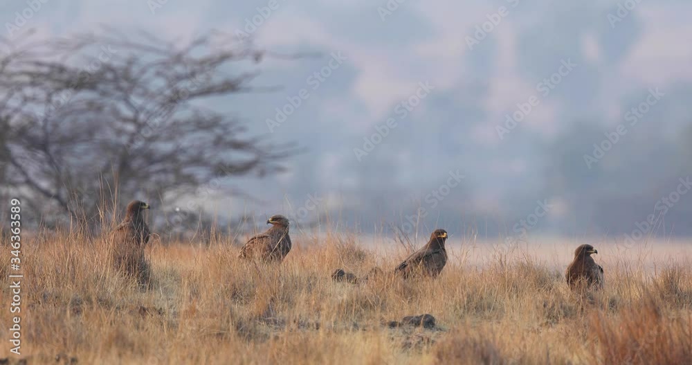 Four Steppe Eagles sit in Grassland, early winter morning basking in India Four Steppe Eagles sit in Grassland, early winter morning basking in India