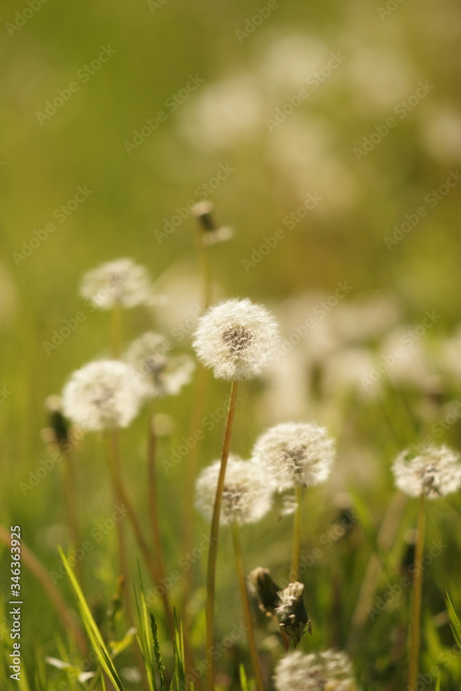 fluffy dandelion flowers grow in spring garden, side view. fluffy dandelion flowers grow in spring garden, side view.