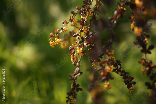 Barberry shrub with small yellow flowers and brown leaves grows in a spring sunny garden.