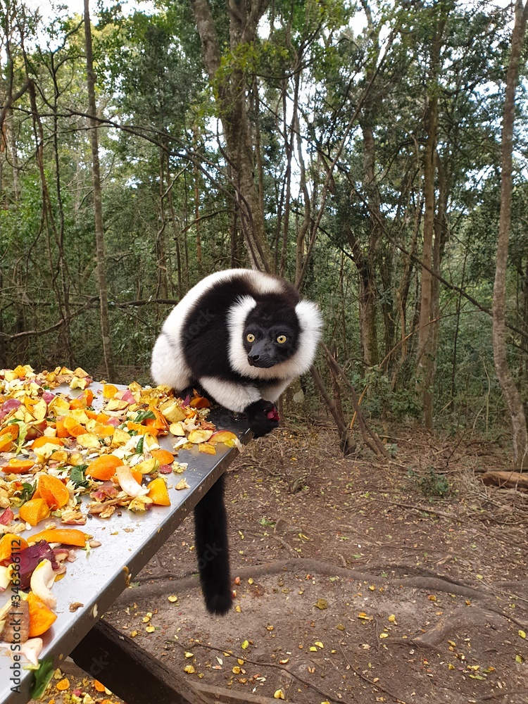 Obraz premium panda in the forest