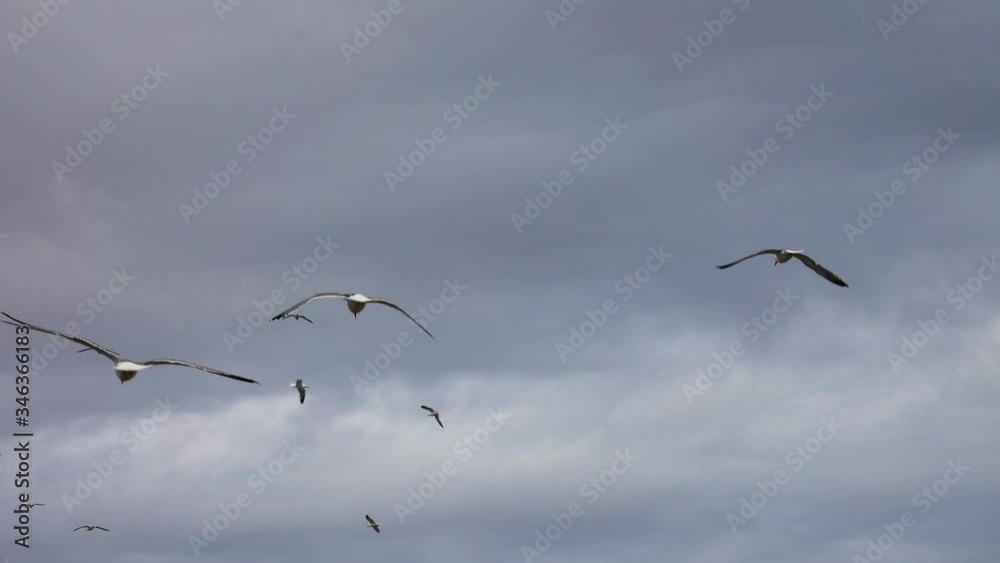 Many seagulls fly against the cloudy sky, 4k Many seagulls fly against the cloudy sky, 4k