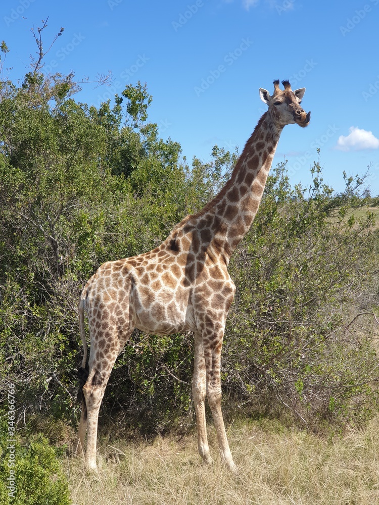 Obraz premium giraffe 