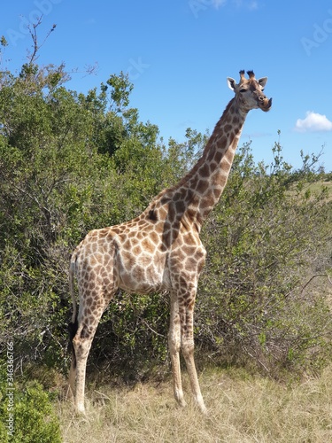 giraffe 