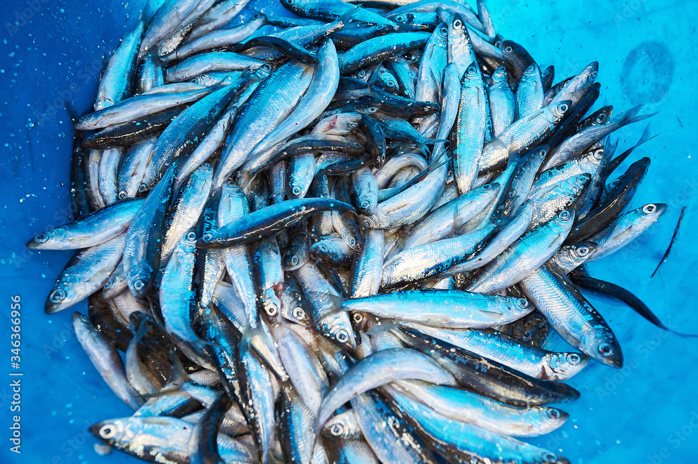 Fototapeta premium Plastic bucket with small fish. The fish is called 