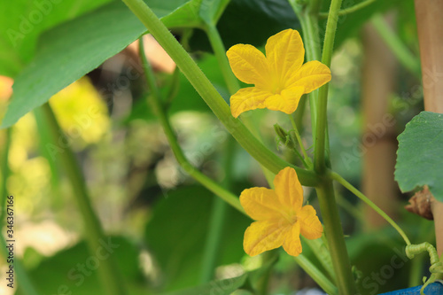 cucumber flowers with fresh green leaves in the home garden