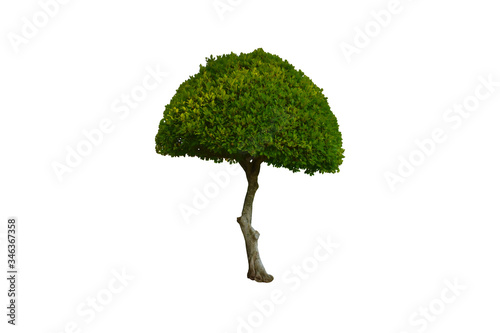 Isolated ficus altissima or the council tree with clipping paths