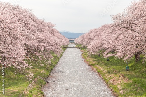 桜　花見 photo