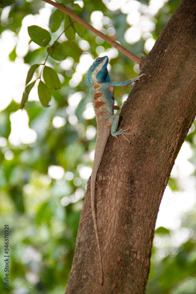 Blue chameleon on the tree in the forest Blue chameleon on the tree in the forest