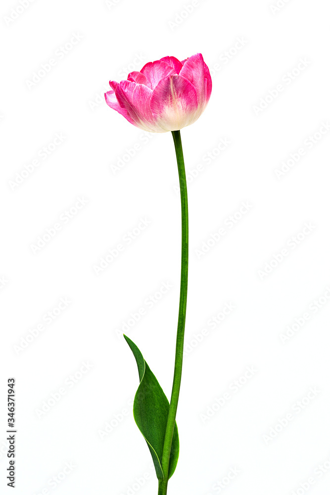 Fototapeta premium pink and white colored tulip on white background