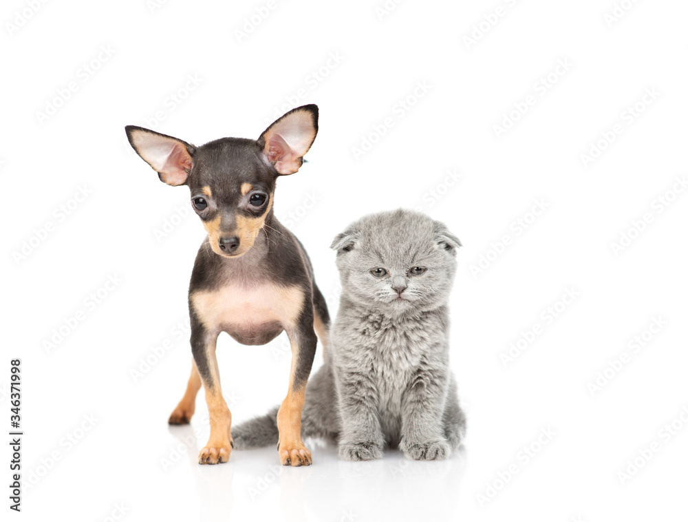 The puppy of the terrier is sitting next to the kitten and both are looking at the camera. Isolated on a white background
