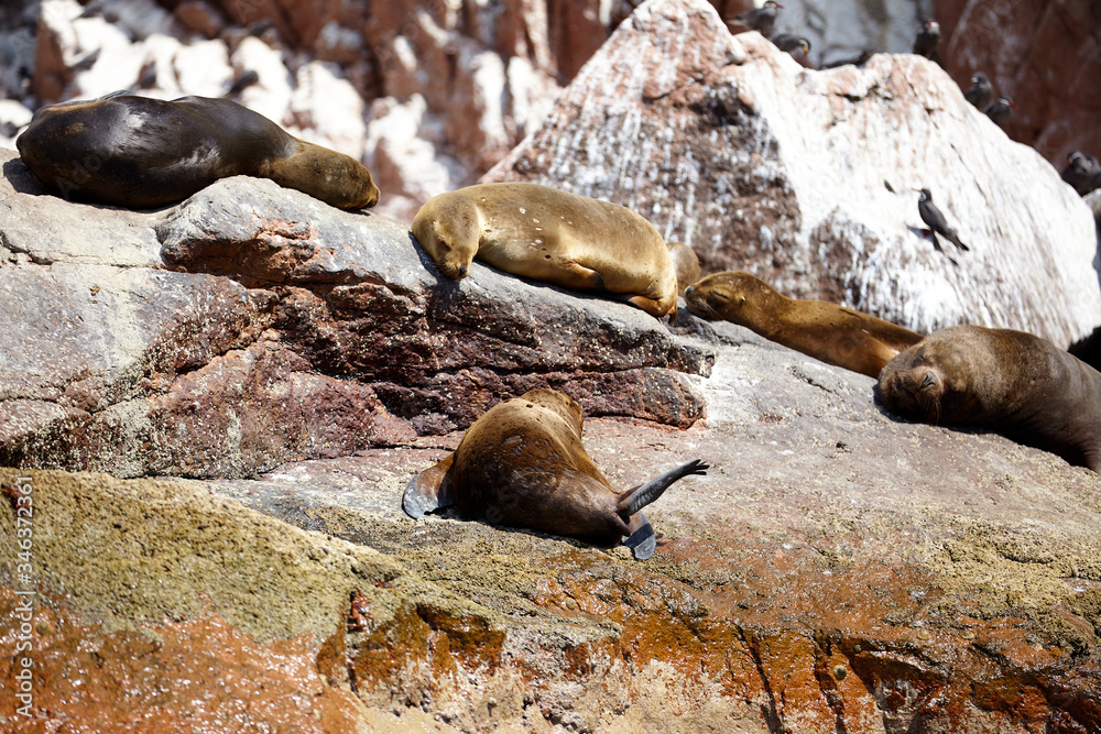 Obraz premium Sea wolves seals sleeping and heating up