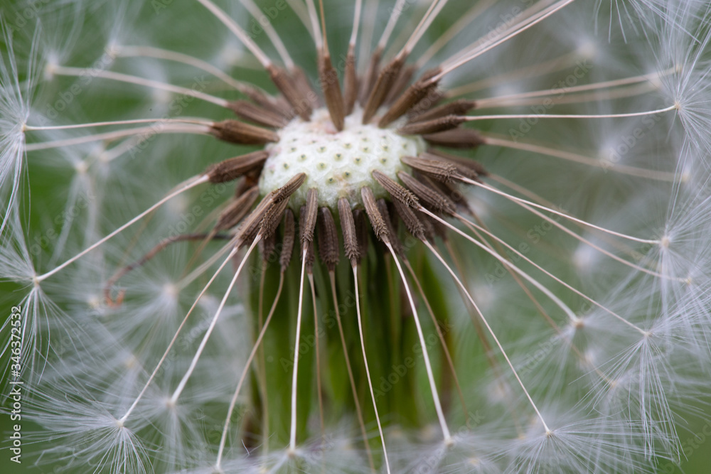 close up of a dandelion seed head close up of a dandelion seed head