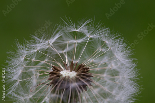 close up of a dandelion head