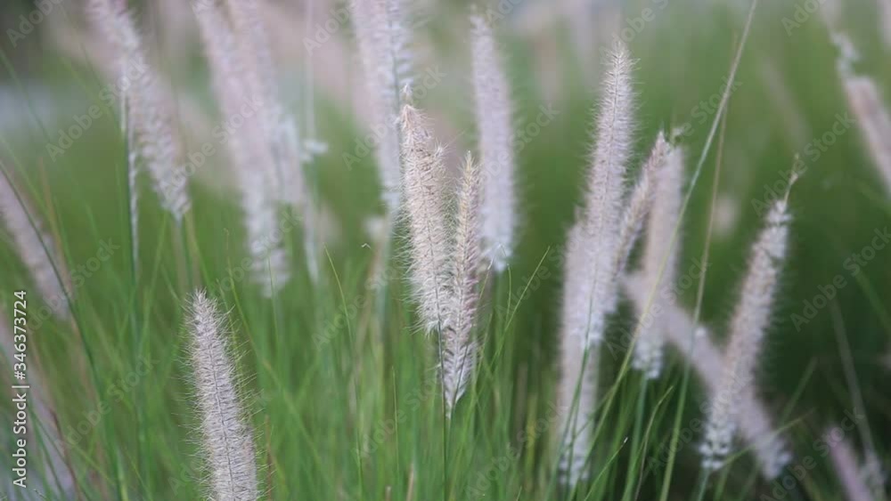 The wind blows the grass in the fields in the evening. The wind blows the grass in the fields in the evening.