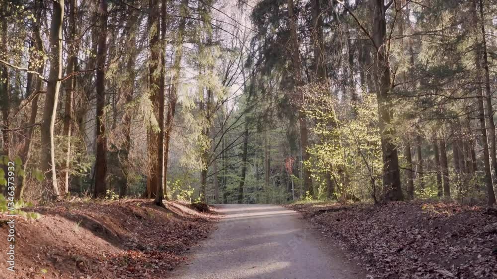Narrow dirt country road in forest with bright light and sun flare, forward pan Narrow dirt country road in forest with bright light and sun flare, forward pan