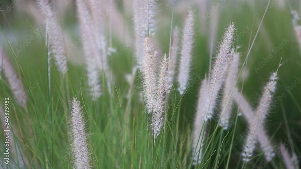 The wind blows the grass in the fields in the evening. The wind blows the grass in the fields in the evening.