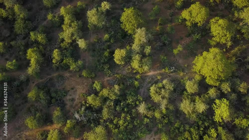 Aerial top down of African savannah in Save Valley, Zimbabwe at golden hour. Msasa trees and dry land. Wild bush in wildlife conservation park. Aerial top down of African savannah in Save Valley, Zimbabwe at golden hour. Msasa trees and dry land. Wild bush in wildlife conservation park.