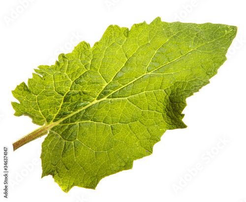 Close-up of burdock leaves on an isolated white background. Green foliage, isolate