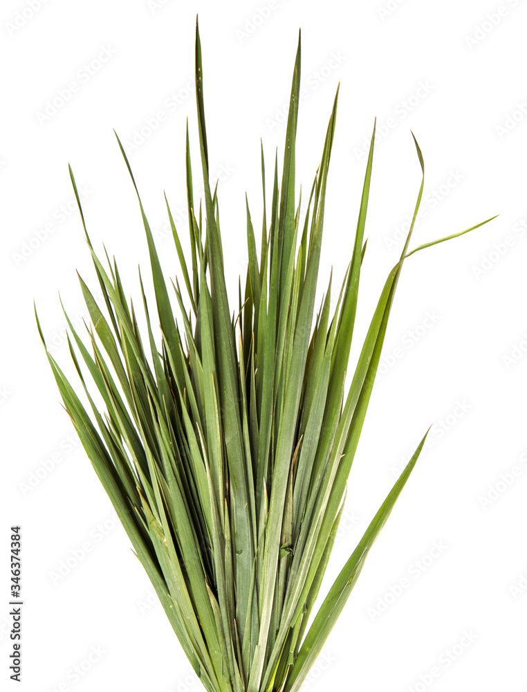 A bunch of green grass on an isolated white background. Close-up.