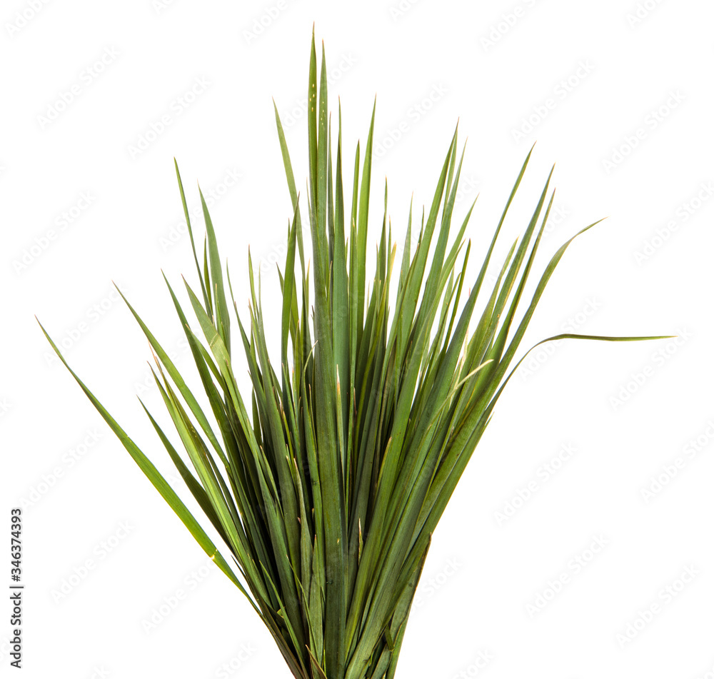 A bunch of green grass on an isolated white background. Close-up.