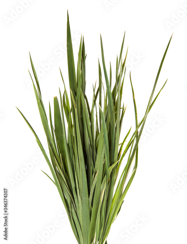A bunch of green grass on an isolated white background. Close-up.