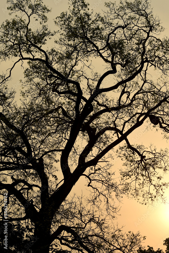 The silhouette of the bodhi tree in Bodh Gaya, India The silhouette of the bodhi tree in Bodh Gaya, India