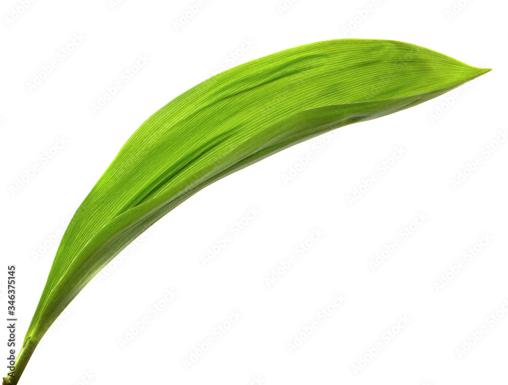 Lily of the valley flower leaves on an isolated white background. Close-up.may-lily Lily of the valley flower leaves on an isolated white background. Close-up.may-lily