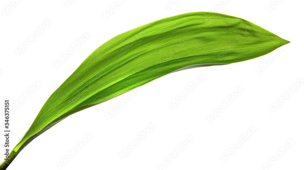 Lily of the valley flower leaves on an isolated white background. Close-up.may-lily Lily of the valley flower leaves on an isolated white background. Close-up.may-lily