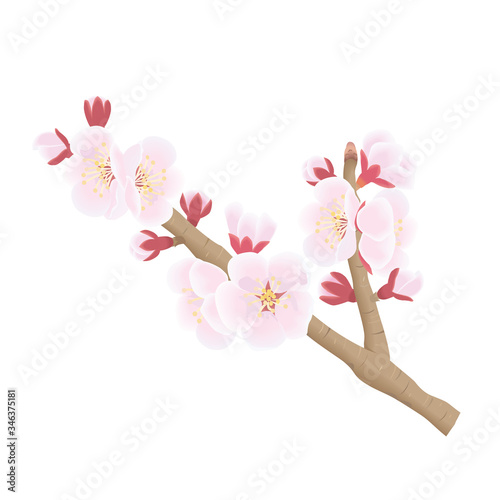 杏の花1