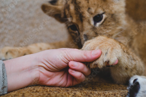 Photo of a lion cub, which the man holds by the fingers of his paws. Close-up of a muzzle of a lion cub, his paw and a human arm
