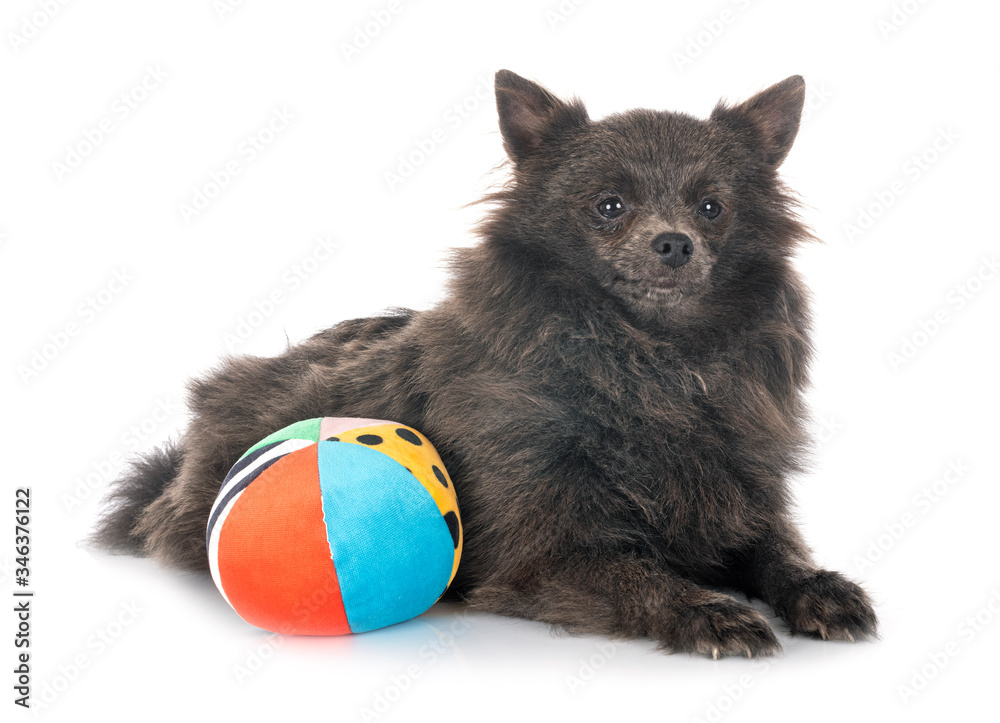Obraz premium puppy pomeranian in studio