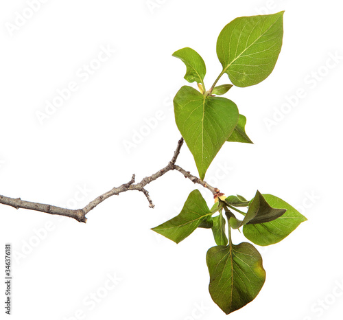 Lilac branches with green leaves on an isolated white background. Close-up.