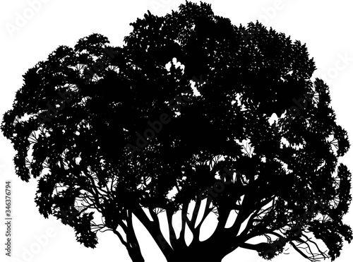 black isolated lush tree with lot of branches