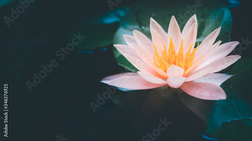 Lotus flower in pond nature concept background.