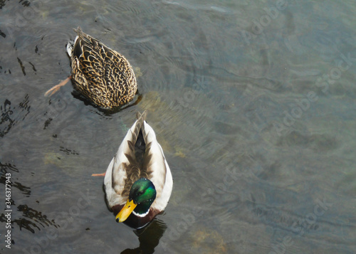 ducks in the water
