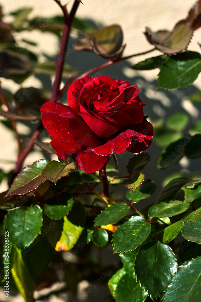 Beautiful red rose with green leaves Beautiful red rose with green leaves