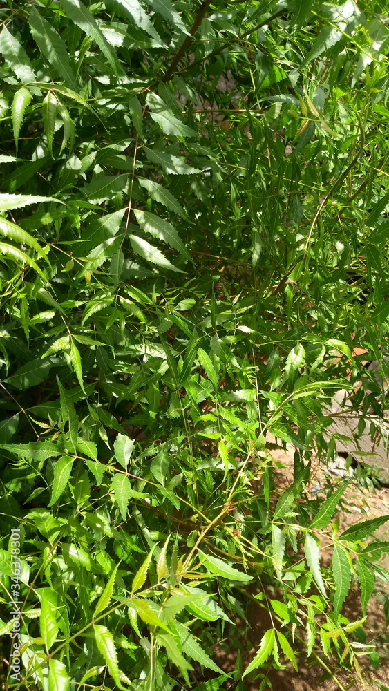 green, plant, nature, leaf, garden, grass, leaves, field, natural, tree, texture, fresh, agriculture, summer, food, flora, spring, closeup, herb, foliage, vegetable, bush, growth, organic, lawn green, plant, nature, leaf, garden, grass, leaves, field, natural, tree, texture, fresh, agriculture, summer, food, flora, spring, closeup, herb, foliage, vegetable, bush, growth, organic, lawn