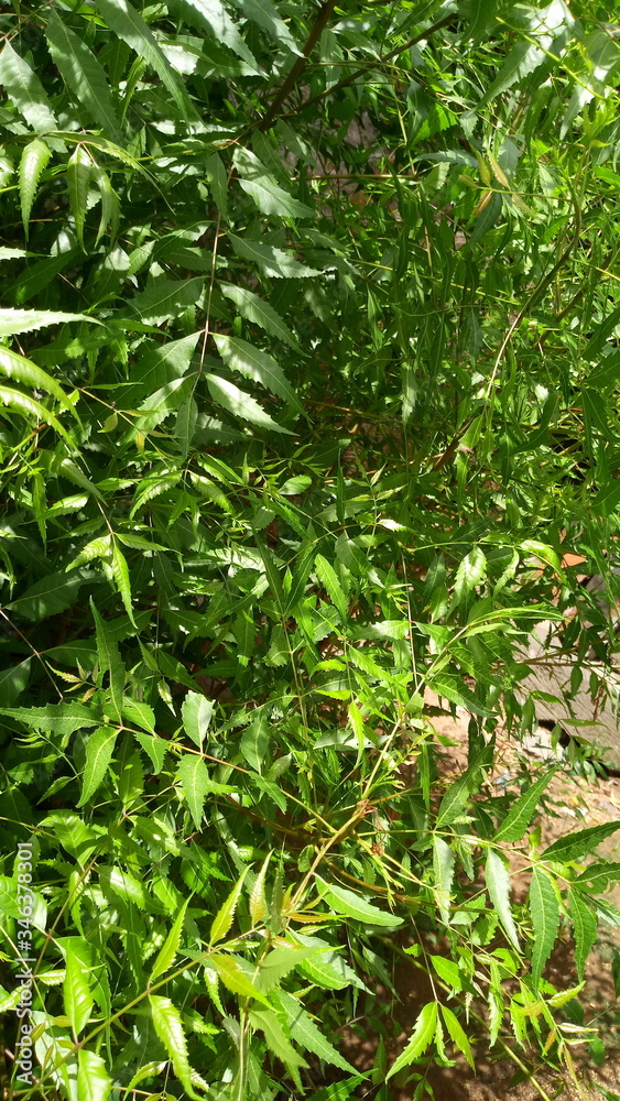 green, plant, nature, leaf, garden, grass, leaves, field, natural, tree, texture, fresh, agriculture, summer, food, flora, spring, closeup, herb, foliage, vegetable, bush, growth, organic, lawn