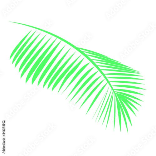 Fern 4