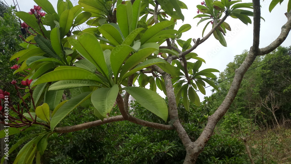Fototapeta premium green, leaf, tree, nature, plant, leaves, branch, garden, spring, flora, summer, forest, agriculture, bush, natural, fresh, growth, farm, landscape, white, flower, foliage, food, botany, herb