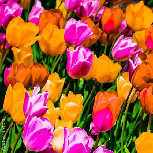 colorful spring tulips