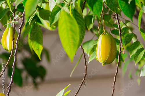 fresh star fruit on branch and green stem with sunlight