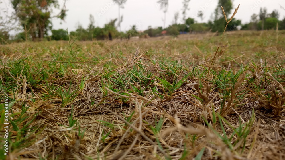 grass, green, field, nature, plant, spring, summer, meadow, agriculture, growth, wheat, lawn, farm, garden, sky, natural, fresh, growing, rural, outdoors, herb, environment, landscape, close-up, leaf grass, green, field, nature, plant, spring, summer, meadow, agriculture, growth, wheat, lawn, farm, garden, sky, natural, fresh, growing, rural, outdoors, herb, environment, landscape, close-up, leaf