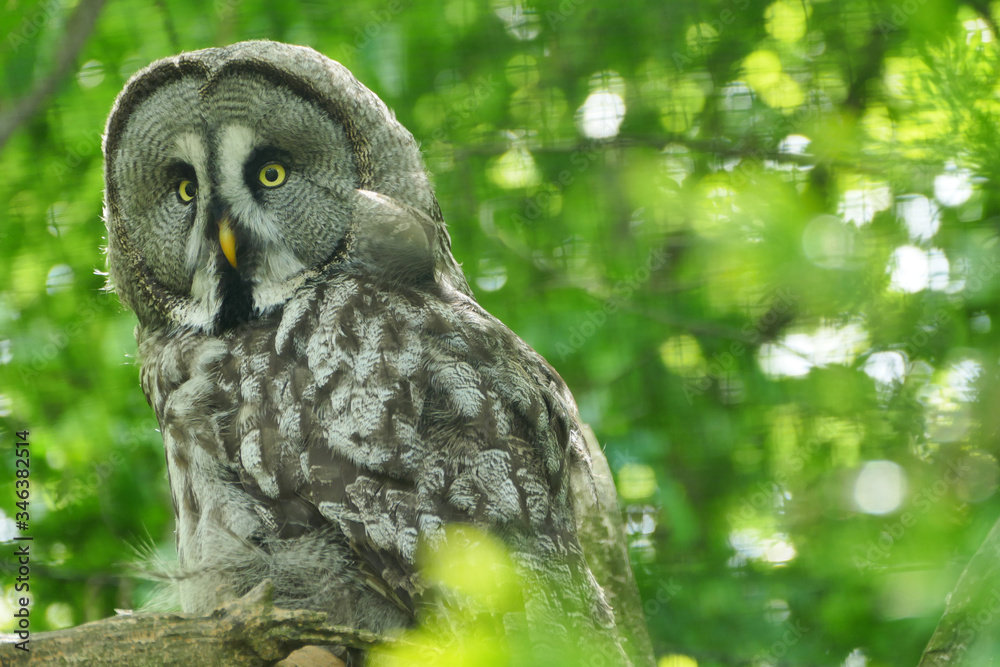 Fototapeta premium Ural owl (Strix uralensis) large nocturnal animal
